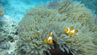Karang-karang yang ditemui di taman laut ini merupakan karang hasil transplantasi. Karena kondisi karang di dasar laut ini dulunya sangat  memprihatinkan (dok LSM KOMPPAK) 