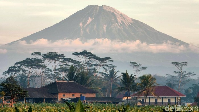 Petani tembakau memetik daun tembakau di halaman  Balai Ekonomi Desa (Balkondes) PT Telkom, di wilayah pariwisata Candi Borobudur, Magelang, Jawa Tengah, Minggu (8/9). Daun Tembakau itu akan di jual dengan harga Rp 5.000. Balkondes Telkom ini diharapkan berperan sebagai pusat kegiatan usaha pariwisata desa dan pusat kuliner serta dapat memacu pertumbuhan ekonomi di sekitar objek wisata Candi Borobudur dan diproyeksikan menjadi Digital Heritage Village, yakni konsep desa wisata yang memadukan teknologi digital dengan keunikan suasana pedesaan dengan berbagai kegiatan budaya, kesenian, pendidikan dan agro wisata.