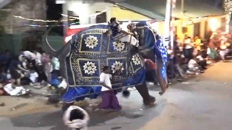 Gajah Mengamuk Ketika Ikut Festival Agama di Sri Lanka, 18 Terluka Gajah Mengamuk Ketika Ikut Festival Agama di Sri Lanka, 18 Terluka