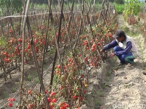 Petani Blitar Biarkan Tomat Membusuk karena Harga Anjlok
