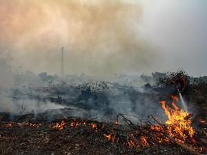 Pasukan Kostrad Dikerahkan untuk Tangkap Pelaku Karhutla di Riau