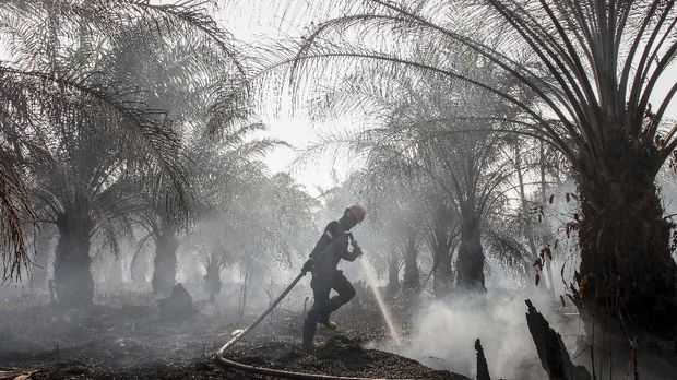 karhutla kerap digunakan untuk membersihkan lahan untuk ditanami sawit.