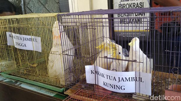 Puluhan burung-burung dilindungi diamankan petugas/