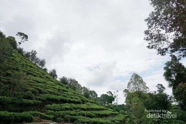 Bukit Borobudur Ngawi