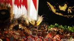Saat Jokowi Bertemu Tokoh Papua di Istana
