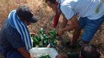 Saat Puluhan Botol Bir Tergeletak Dibuang di Pantai Pink Komodo