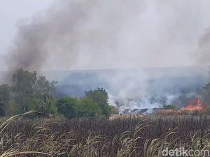 KLHK Soal Karhutla: 42 Perusahaan Disegel, 4 Jadi Tersangka