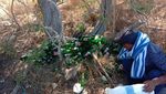 Saat Puluhan Botol Bir Tergeletak Dibuang di Pantai Pink Komodo
