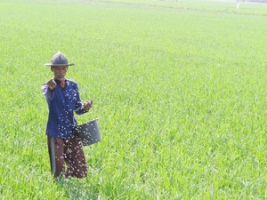 Pemerintah Kurangi Pupuk Subsidi, Petani Karawang Resah