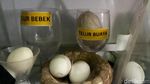 Unik! Pria di Brebes Punya Hobi Koleksi Telur Berbagai Hewan