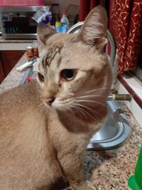 Hiks! Kucing Ini Ikut Nangis Saat Pemiliknya Iris Bawang