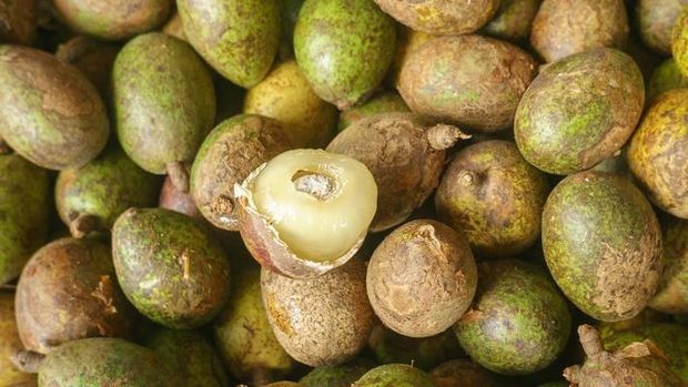 buah matoa