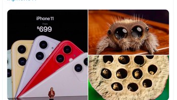 Atau binatang tarantula. Foto: istimewa