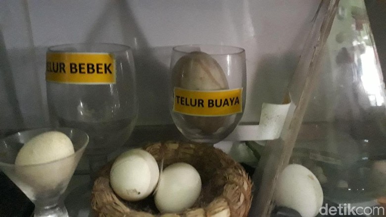 Beda! Pria Brebes Ini Koleksi Ratusan Telur Berbagai Jenis Hewan Beda! Pria Brebes Ini Koleksi Ratusan Telur Berbagai Jenis Hewan