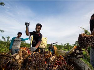 DPR Cecar Kementan Peremajaan Lahan Sawit Jauh dari Target