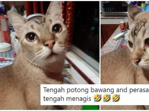 Hiks! Kucing Ini Ikut Nangis Saat Pemiliknya Iris Bawang