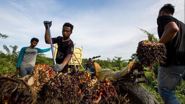 Akhir Januari, RI-Uni Eropa Duel soal Sawit di WTO. Foto: detik Akhir Januari, RI-Uni Eropa Duel soal Sawit di WTO. Foto: detik