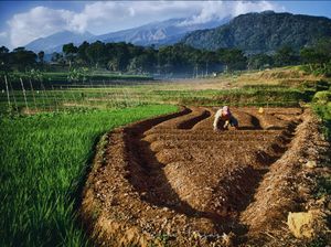 Petani