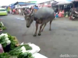 Ada Kerbau Ngamuk, Warga di Pasar Arumbai Ambon Lari Kocar-kacir