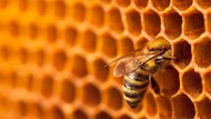 Serba-Serbi Lebah Madu, Peran dalam Sarang Hingga Kecepatan Terbang