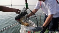 Aksi bersih-bersih sampah plastik di laut itu pun dilakukan untuk meminimalisir sampah-sampah plastik yang dapat mengganggu dan membahayakan ekosistem laut.
