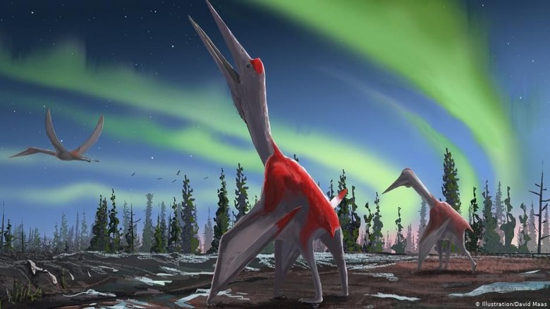 Spesies Baru Dinosaurus Terbang Raksasa Ditemukan di Kanada Spesies Baru Dinosaurus Terbang Raksasa Ditemukan di Kanada