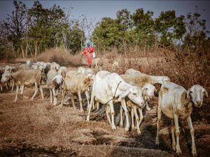 Penggembala Kambing