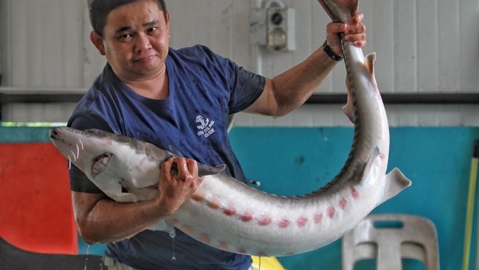 Malaysia breeding sturgeon and producing caviar 

Reporter ABIRAMI