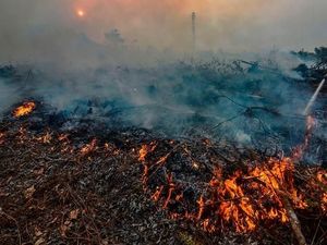 Greenpeace: Pengawasan dan Penegakan Hukum Solusi Kebakaran Hutan Indonesia