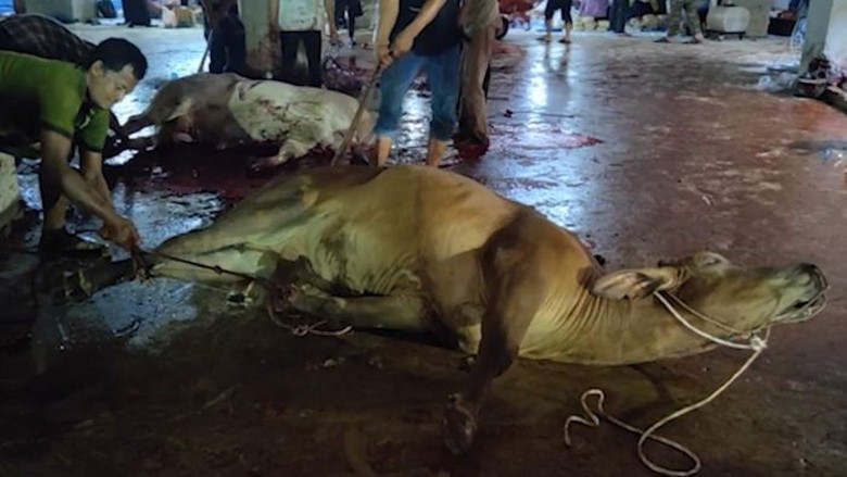 Australia Selidiki Pemotongan Sapi yang Dianggap Melanggar Aturan di Medan Australia Selidiki Pemotongan Sapi yang Dianggap Melanggar Aturan di Medan