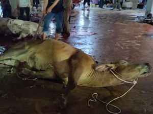 Australia Selidiki Pemotongan Sapi yang Dianggap Melanggar Aturan di Medan
