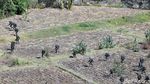 Begini Suasana Latihan Gabungan TNI di Situbondo