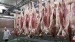 Melihat Proses Pembuatan Daging Sapi Kobe yang Paling Mahal di Dunia