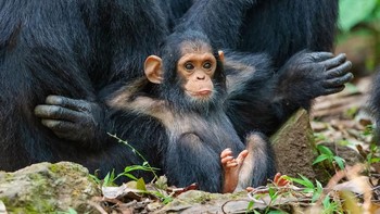 Tak hanya menampilkan tingkah lucu para hewan, ada tujuan dan pesan moral pada ajang kontes foto ini yang ingin disampaikan tentang pelestarian dan perlindungan hewan-hewan liar. (Foto: Comedy Wildlife Photogaphy)