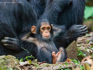 Ini Kumpulan Finalis Kontes Foto Hewan dengan Tingkah Kocak