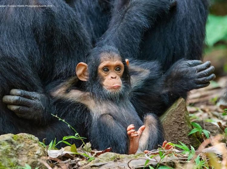 Ini Kumpulan Finalis Kontes Foto Hewan dengan Tingkah Kocak