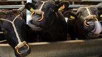 Karena prosesnya yang membutuhkan banyak biaya, dan rasanya yang sangat enak. Kisaran daging Kobe Beef ini mencapai Rp 2.380.000 per 500 gram. Foto: Istimewa