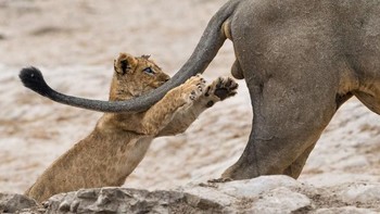 “Kompetisi ini adalah tentang konservasi alam,” tulis yayasan tersebut pada situsnya. (Foto: Comedy Wildlife Photogaphy)