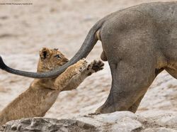 Ini Kumpulan Finalis Kontes Foto Hewan dengan Tingkah Kocak