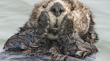Seperti tahun-tahun sebelumnya sudah ada ribuan foto yang masuk baik dari fotografer kalangan profesional maupun amatir di seluruh dunia. (Foto: Comedy Wildlife Photogaphy)
