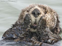 Ini Kumpulan Finalis Kontes Foto Hewan dengan Tingkah Kocak