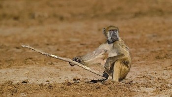 Pemenang per kategori akan diumumkan pada 13 November mendatang. (Foto: Comedy Wildlife Photogaphy)