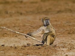Ini Kumpulan Finalis Kontes Foto Hewan dengan Tingkah Kocak