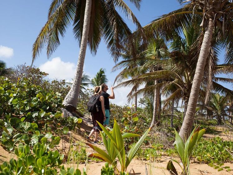 Di Tur Kelapa Ini, Bisa Belajar Bertahan Hidup dan Makan di Alam Bebas