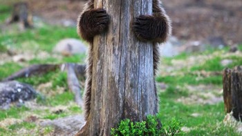 Main petak umpet si beruang. (Foto: Comedy Wildlife Photogaphy)