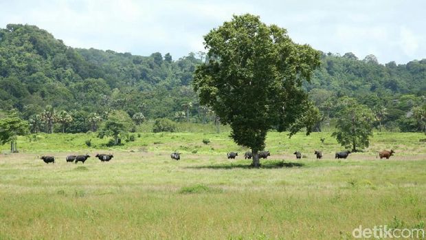 Taman Nasional Alas Purwo