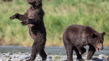 Duh gayanya itu lho! (Foto: Comedy Wildlife Photogaphy)