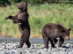 Ini Kumpulan Finalis Kontes Foto Hewan dengan Tingkah Kocak
