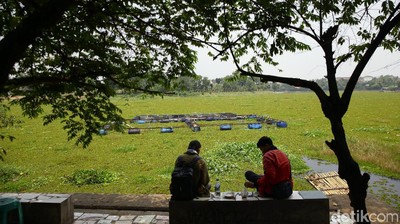 Hijaunya Setu Sawangan yang Dipenuhi Tumbuhan Air