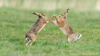 Duel kelinci, siapa yang bakal menang nih. (Foto: Comedy Wildlife Photogaphy)